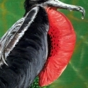 Frigatebird Frigatebird