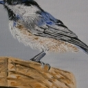 Chickadee bird
