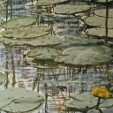 Water lilly
