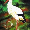 Bocian biały Bocian biały