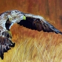 Orzeł Bielik Orzeł Bielik