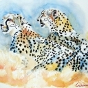 Dziki Świat Afryki Dziki Świat Afryki