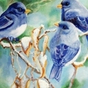 Ptasie radio. Ptasie radio.