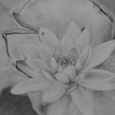 Water lilly Water lilly