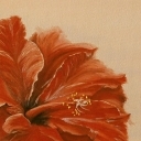Hibiskus Hibiskus