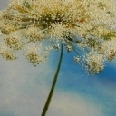 Barszcz Sosnowskiego