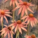 echinacea