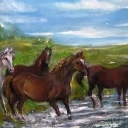 stado koni stado koni