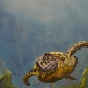 Morski świat Morski świat