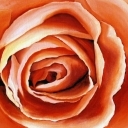 Platki rozy Platki rozy