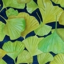 Miłorząb Miłorząb