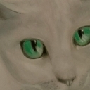 Rosyjska niebieska Rosyjska niebieska