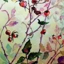 Krzew Dzikiej Róży Krzew Dzikiej Róży