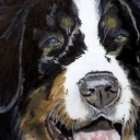 Berneński pies pasterski Berneński pies pasterski