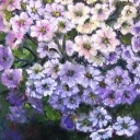 ogrodowe piękności ogrodowe piękności