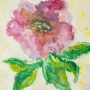 mała różyczka mała różyczka