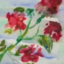 różyczka różyczka