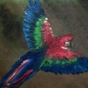 Papuga w locie Papuga w locie