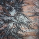 Ognisty ptak Ognisty ptak