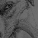 Playing dog Playing dog