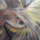 Rajski ptak Rajski ptak