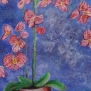 Storczyk w doniczce Storczyk w doniczce