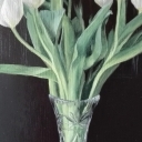 Białe tulipany Białe tulipany