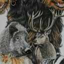 Zwierzęta Zwierzęta