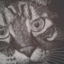 kot białe na czarnym kot białe na czarnym