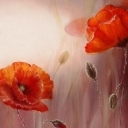 Światło i czerwone maki