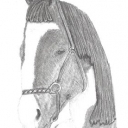 Głowa konia Głowa konia