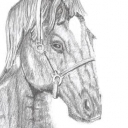 Głowa konia Głowa konia