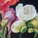 Zmysłowe frezje Zmysłowe frezje