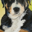 Portret psa Portret psa