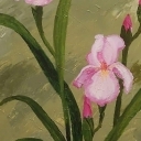 E.Żukowska RÓŻOWE IRYSY obraz 50X40 E.Żukowska RÓŻOWE IRYSY obraz 50X40