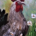 Kogut i narcyze Kogut i narcyze