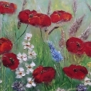 Maki i bławatki Maki i bławatki