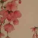 Cherry blossom Cherry blossom