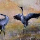 Tańczące żurawie Tańczące żurawie