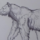 Niedźwiedź Niedźwiedź