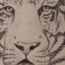 Oczy tygrysa Oczy tygrysa