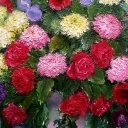 kwiaty w wazonie kwiaty w wazonie