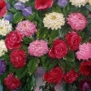 kwiaty w wazonie kwiaty w wazonie