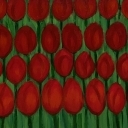 Łąka tulipanów Łąka tulipanów