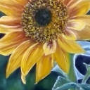 słonecznik słonecznik