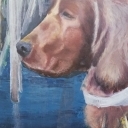 portret Cynamon ze stada Lofty. portret Cynamon ze stada Lofty.