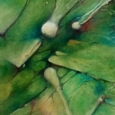 W kapuście W kapuście