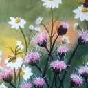 Rumianki w duecie Rumianki w duecie