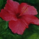 kwiotuszek kwiotuszek