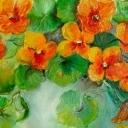 Nasturcje 30-40cm Nasturcje 30-40cm